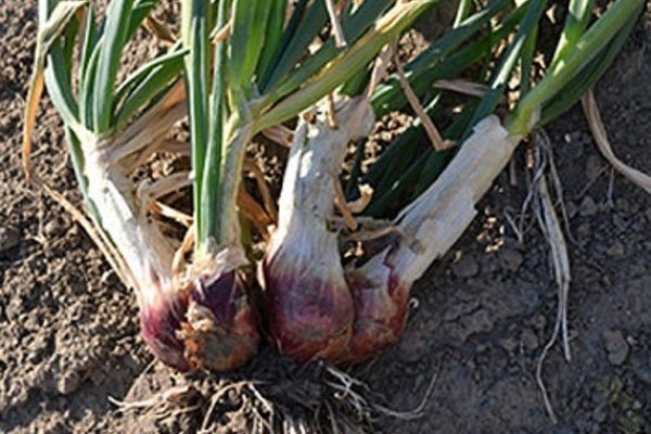 Кракен зеркало onion